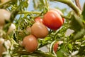 Organic grown tomato on a vine