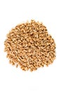 Organic hard red wheat