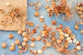 Organic hazelnuts with broken hazel shells on rustic blue background Royalty Free Stock Photo