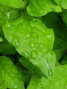 Beautiful organic spinach, green wet fresh leafs, close up Royalty Free Stock Photo