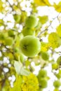 Organic healthy food, natural apples on apple tree in autumn, vertical photo