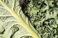 Organic healthy green Kale close up, macro