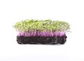 Organic microgreens sprouts isolated on white background