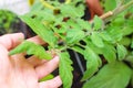 Hand touching a leaf of a tomato plant