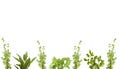Organic herb border