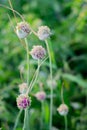 Organic herb flower garlic flowering. Flowering garlic in the garden