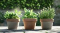 Organic herb garden pot with fresh basil mint Royalty Free Stock Photo