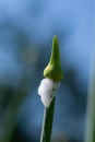 Organic herb onion bud isolated on blue sky Royalty Free Stock Photo