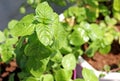 Organic herb Peppermint Mentha on a sunlight