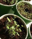 Herb seedlings