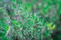 Organic herbs. Thyme plant close-up. Aromatic herbs. Seasoning, cooking ingredients