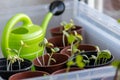 Organic herbs in a window home garden on a window sill with natural grown herbs and organic tomato plants potted as home vegetable Royalty Free Stock Photo