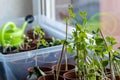 Organic herbs in a window home garden on a window sill with natural grown herbs and organic tomato plants potted as home vegetable Royalty Free Stock Photo