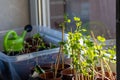 Organic herbs in a window home garden on a window sill with natural grown herbs and organic tomato plants potted as home vegetable Royalty Free Stock Photo