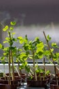 Organic herbs in a window home garden on a window sill with natural grown herbs and organic tomato plants potted as home vegetable Royalty Free Stock Photo