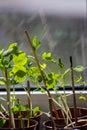 Organic herbs in a window home garden on a window sill with natural grown herbs and organic tomato plants potted as home vegetable Royalty Free Stock Photo