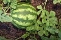 Organic home growing unripe watermelon fruit, species citrullus lanatus, a vine-like flowering plant in Cucurbitaceae family,