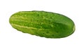 Organic home grown cucumber Royalty Free Stock Photo