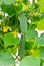 Organic Homegrown Cucumbers