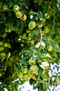 Organic Homegrown Pears in Tree