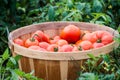 Organic homegrown red tomatoes in a bushel