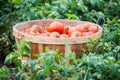 Organic homegrown red tomatoes in a bushel