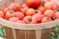 Organic homegrown red tomatoes in a bushel