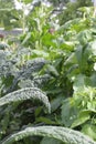 Organic homegrown vegetable garden with various kale cabbage and tomato