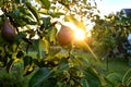 Organic homemade pears hanging from a tree branch in the sunshine. Natural colors Royalty Free Stock Photo