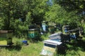 Organic honey beehives bees