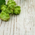 Organic hop plant on white wood, beer background