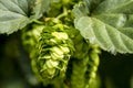 Organic Hops Farm for Brewing Beer