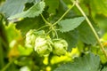 Organic Hops Farm for Brewing Beer