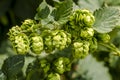 Organic Hops Farm for Brewing Beer