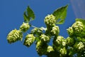 Organic hops, growing on the vine