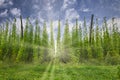 Organic hops plantation ready to harvest. Traditional eco beer brewery