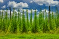 Organic hops plantation ready to harvest. Traditional eco beer brewery