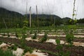 Organic hops vines growing in spring in British Columbia, Canada