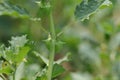 Organic hybrid thai Land caltrops fruits growing on caltrops vine in the field .Tribulus terrestris, caltrop,burra gokharu,