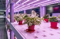 Organic hydroponic Devils ivy grow with LED Light Indoor farm,Agriculture Technology Royalty Free Stock Photo