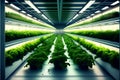 Organic hydroponic farm with green plants in rows. 3d render