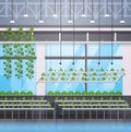 Organic hydroponic green plants row cultivation farm modern greenhouse interior farming system concept