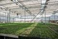 Organic hydroponic ornamental plants cultivation nursery farm. Large modern hothouse or greenhouse, farming growing seedings Royalty Free Stock Photo