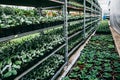 Organic hydroponic ornamental plants cultivation nursery farm. Large modern hothouse or greenhouse Royalty Free Stock Photo