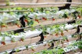 Organic hydroponic Strawberry in The Modern Big Greenhouse