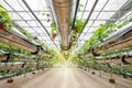 Organic hydroponic Strawberry in The Modern Big Greenhouse