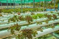 Organic hydroponic vegetable cultivation farm