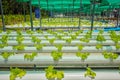 Organic hydroponic vegetable cultivation farm