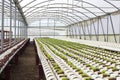 Organic hydroponic vegetable cultivation farm at countryside, jordan valley. Royalty Free Stock Photo