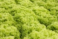 Organic hydroponic vegetable cultivation farm at countryside, jordan valley, Lettuce Royalty Free Stock Photo